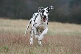 DOGUE ALLEMAND 673